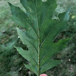 Meet your Posher, Cory